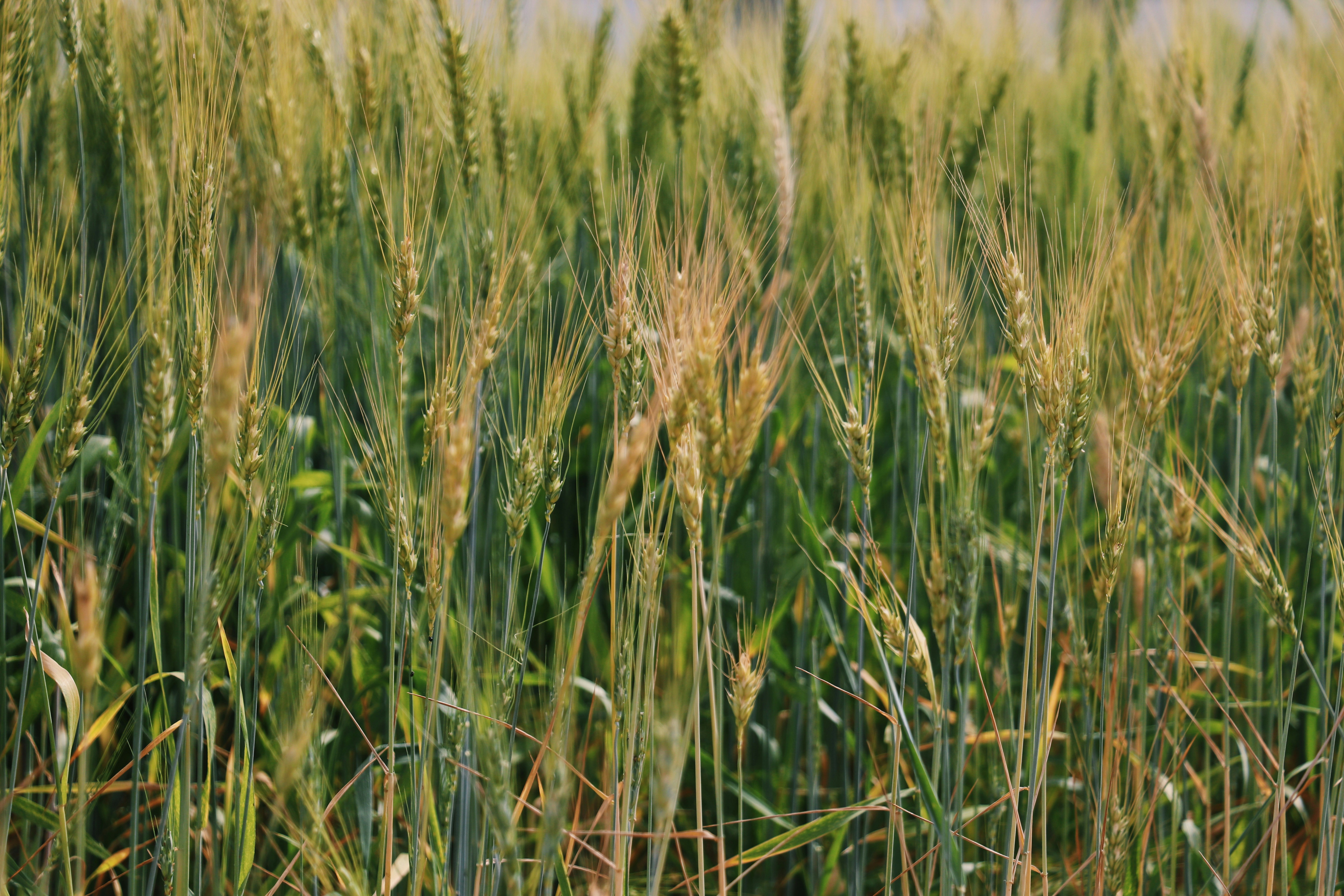 Photo by nazlicanboztas