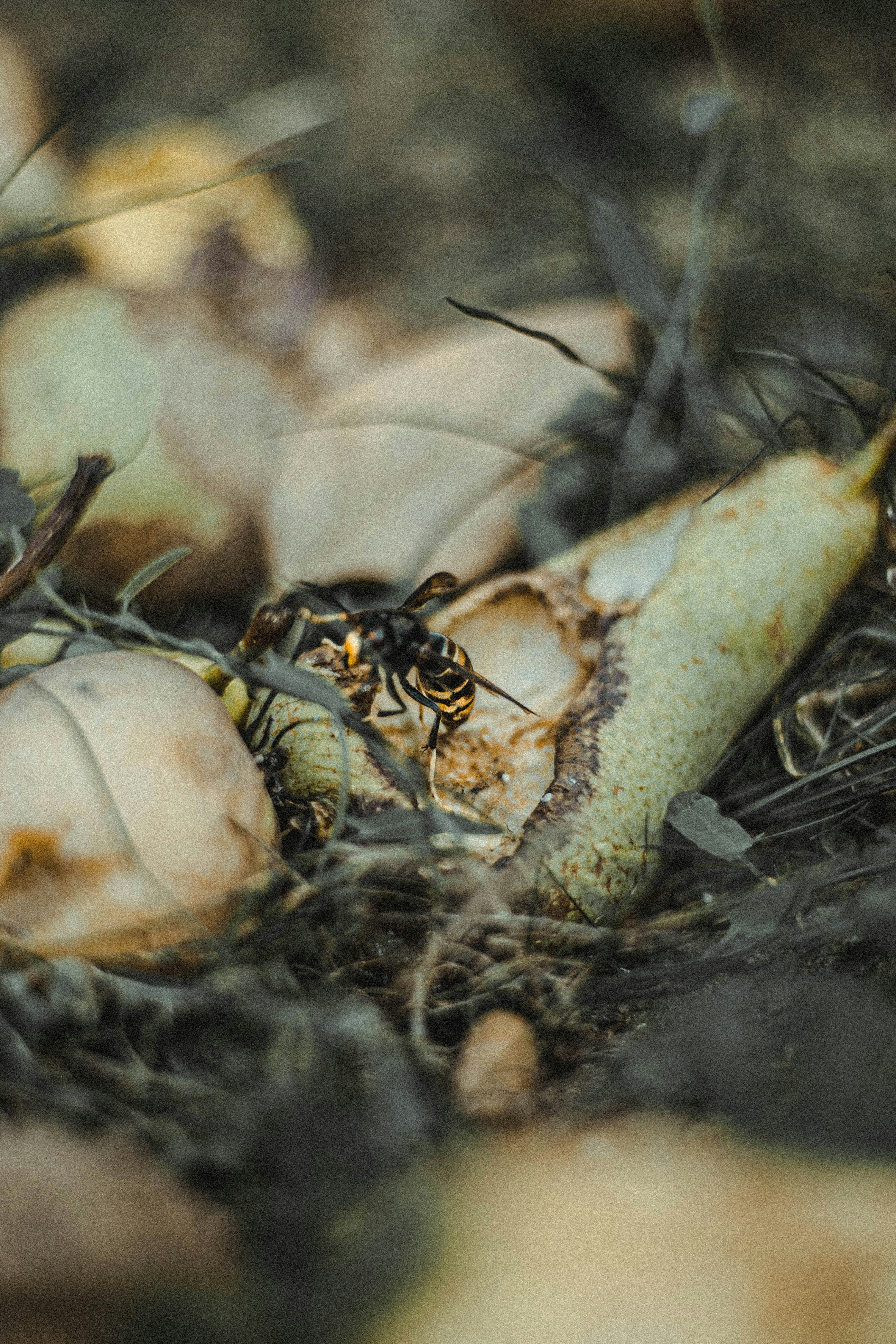 black and white spider on brown dried grass