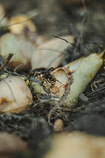 black and white spider on brown dried grass