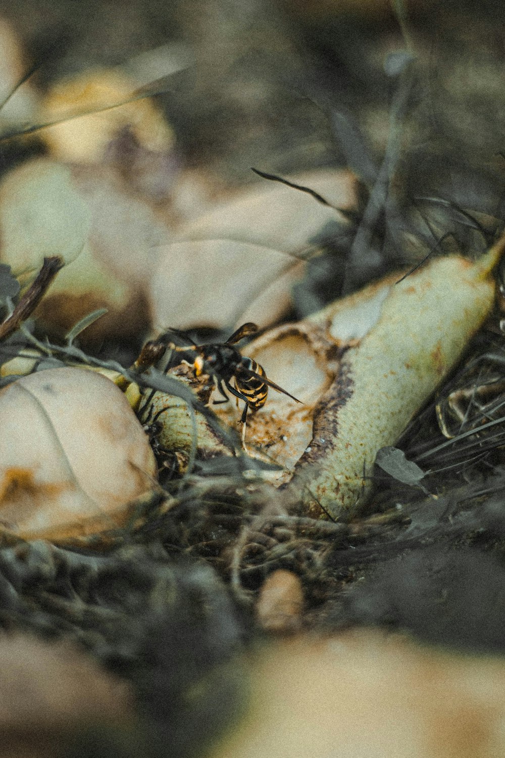 black and white spider on brown dried grass