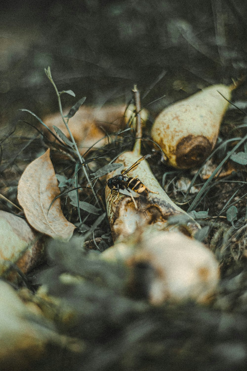 brown and black snake on brown dried leaves