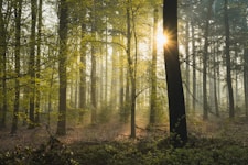 green trees on forest during daytime