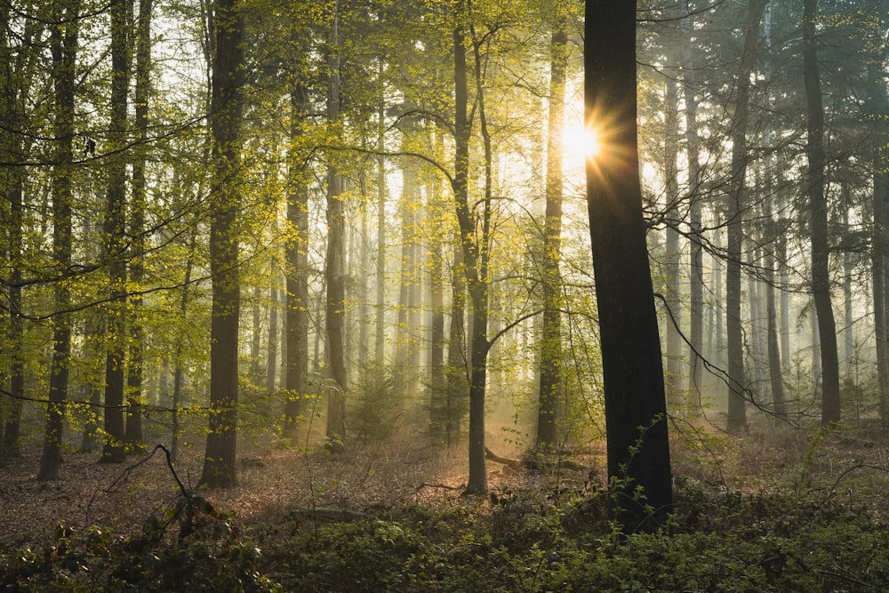 Grüne Bäume auf Wald während des Tages