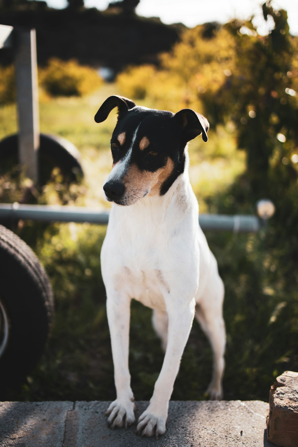 white and black short coated dog