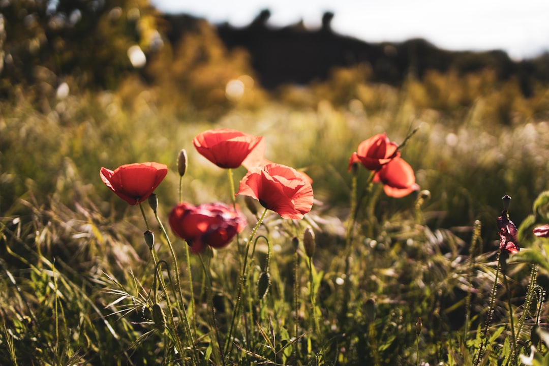 red flowers on green grass field during daytime