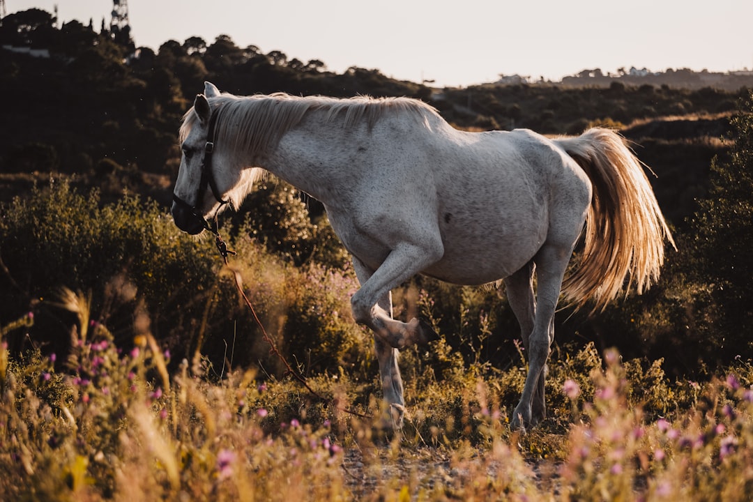 white horse on brown grass field during daytime