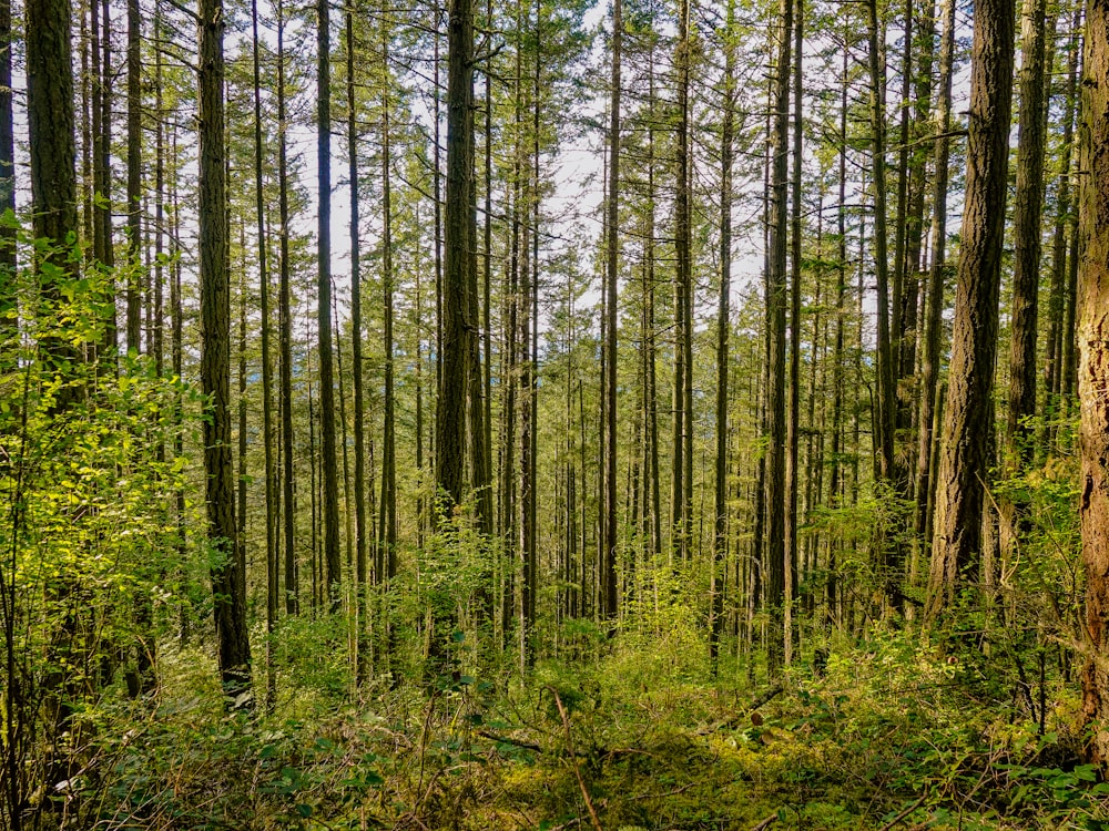 green trees on forest during daytime