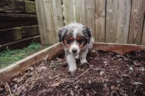 white black and brown long coated dog on brown soil