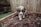 A small puppy stands on a patch of bare soil within a wooden raised garden bed. The puppy has fluffy fur with a mix of gray, white, and brown colors, and it looks intently at the ground. The background features a wooden fence and some greenery edging the garden bed.