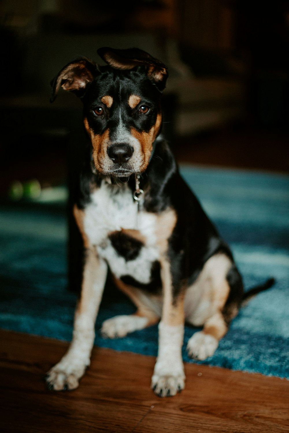 a black and brown dog sitting on top of a blue rug