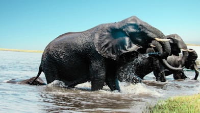 elephant in water during daytime