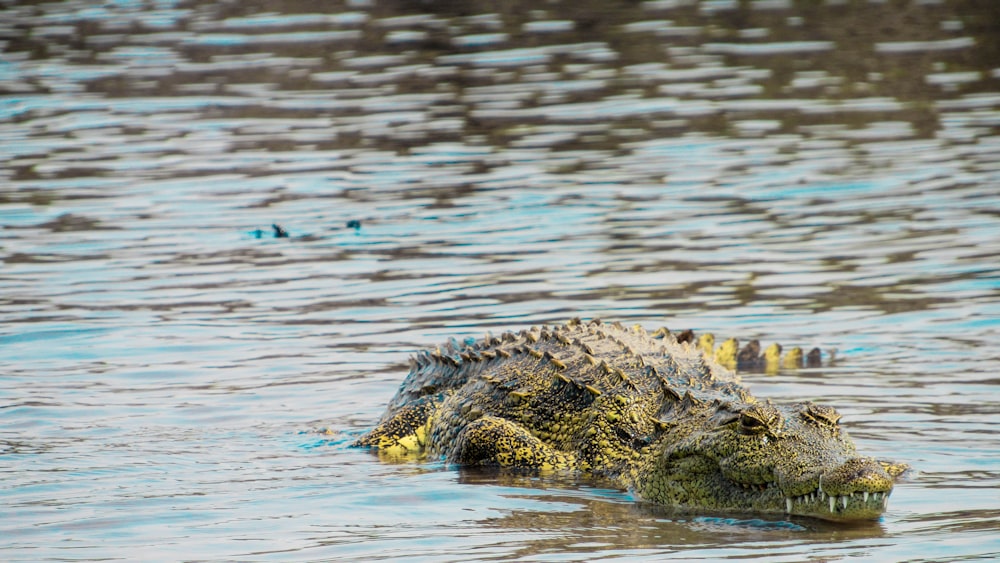 crocodile on body of water during daytime