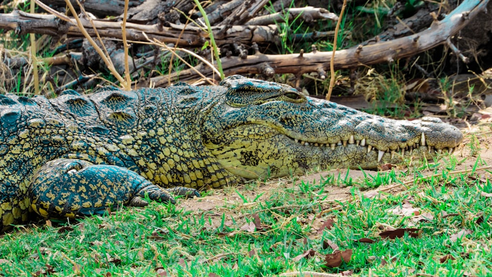 black and yellow crocodile on brown dried leaves