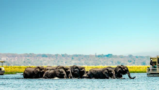 A jeep safari crossing a river with elephants grazing nearby in Jim Corbett National Park.