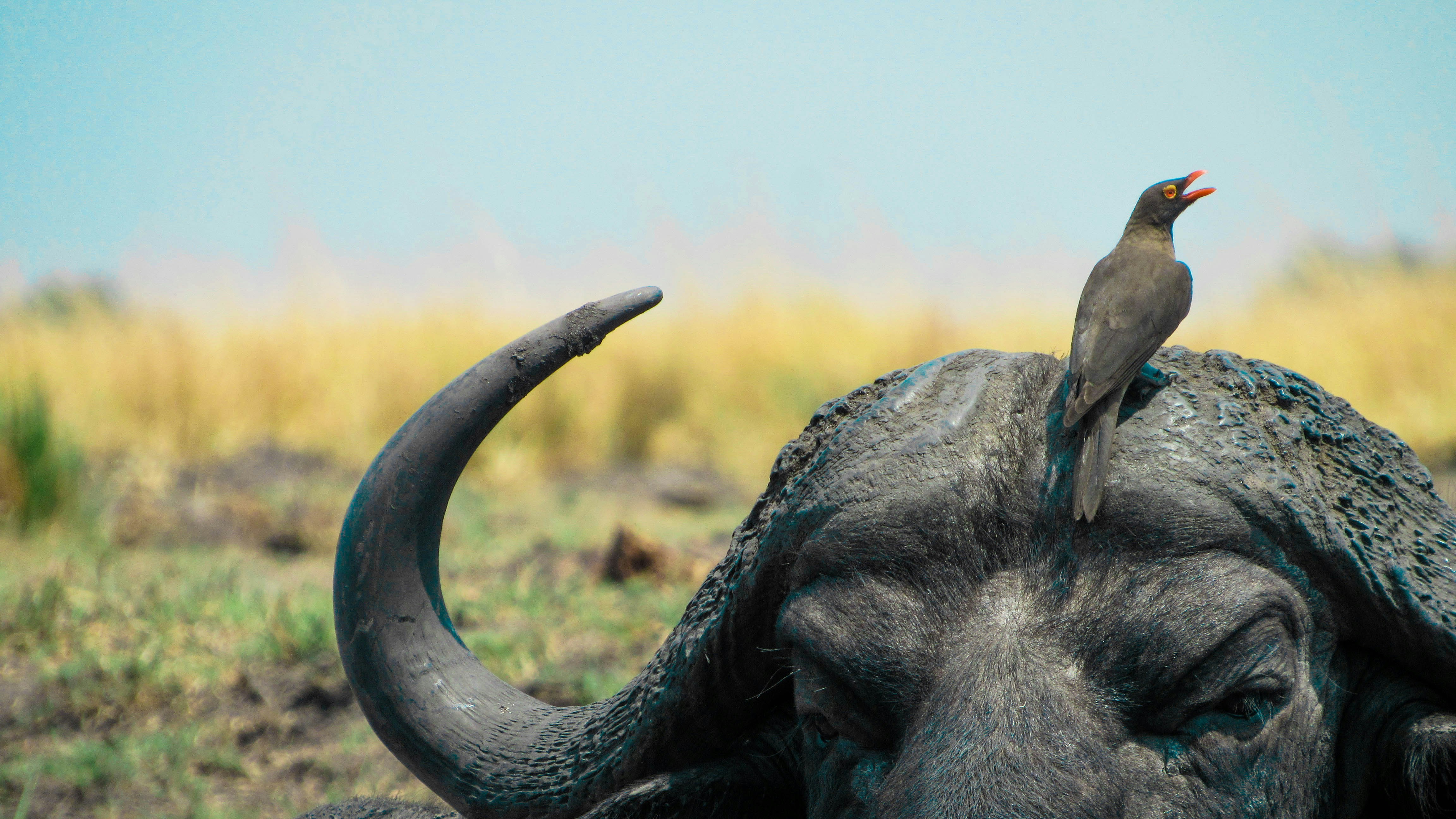 black water buffalo on green grass field during daytime, 