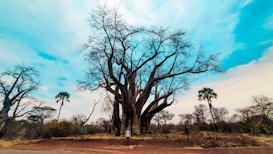 A vast baobab tree stands prominently in a sparse landscape. The tree's thick trunk supports numerous branches extending outward, mostly devoid of leaves. Surrounding the baobab are various other trees, some of which are palm-like. The ground is dry and the sky is a vibrant blend of blue and white clouds, adding a contrasting backdrop to the earthy tones of the landscape.
