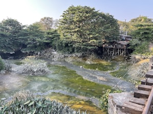 A body of water with heavy algae growth surrounded by dense green foliage. Structures elevated on stilts are visible amongst the trees, suggesting a rustic or underdeveloped area. The water appears stagnant and is covered with patches of green algae or pollution. In the foreground, various types of aquatic plants can be observed, while the background features more trees and a clear blue sky.