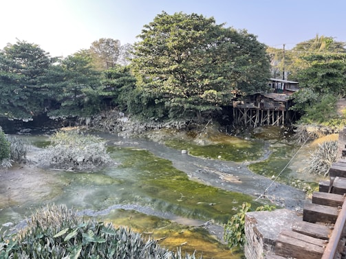 A body of water with heavy algae growth surrounded by dense green foliage. Structures elevated on stilts are visible amongst the trees, suggesting a rustic or underdeveloped area. The water appears stagnant and is covered with patches of green algae or pollution. In the foreground, various types of aquatic plants can be observed, while the background features more trees and a clear blue sky.