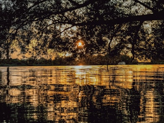 A serene view of the Sunderban mangrove forest with a boat gliding through calm waters at sunset.