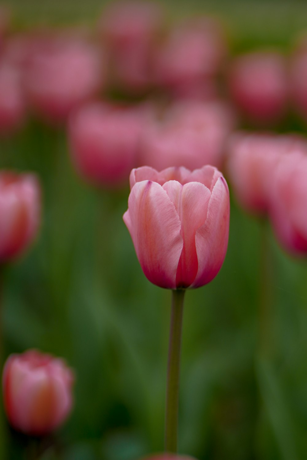 pink tulips in bloom during daytime