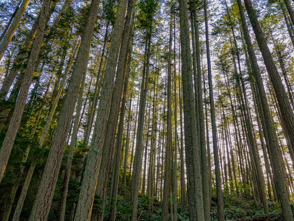 green and brown trees during daytime