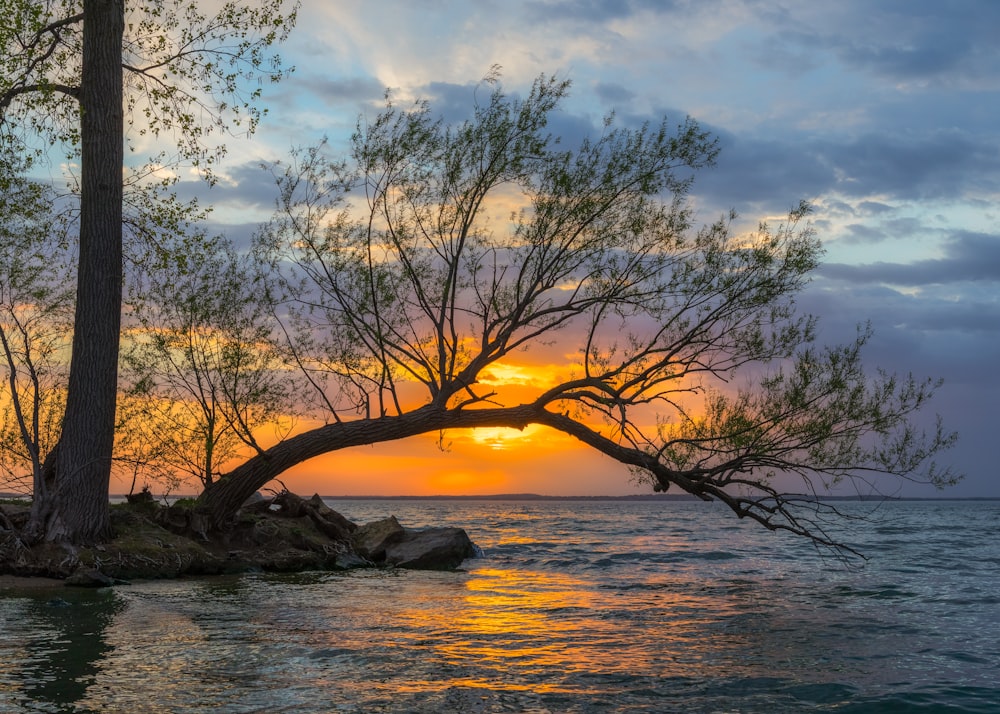 albero senza foglie sulla riva durante il tramonto