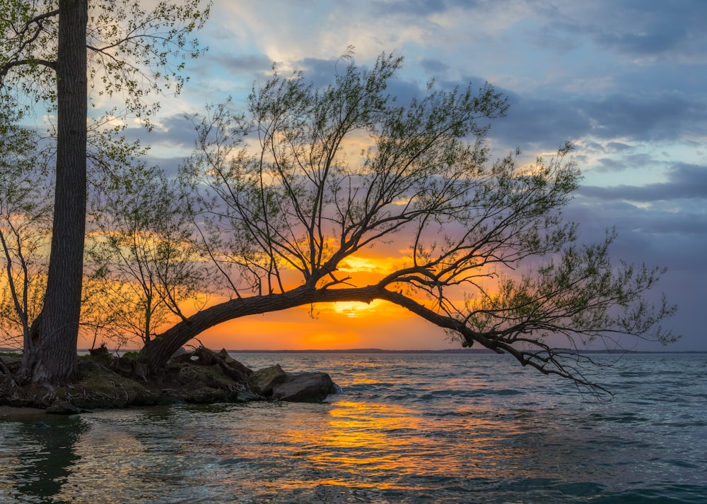 leafless tree on the shore during sunset