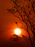 silhouette of bare tree during sunset