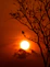 silhouette of bare tree during sunset