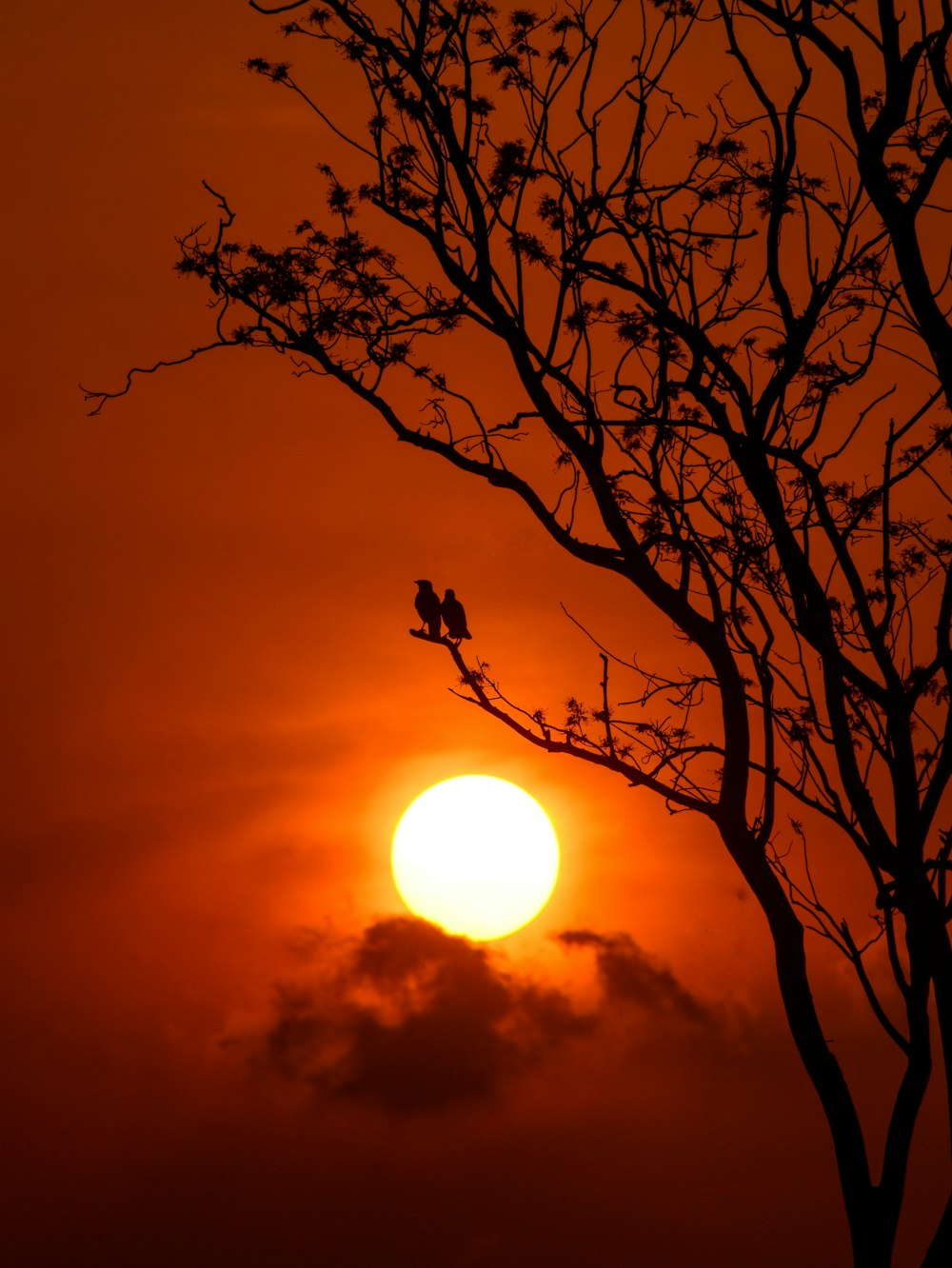 silhouette of bare tree during sunset