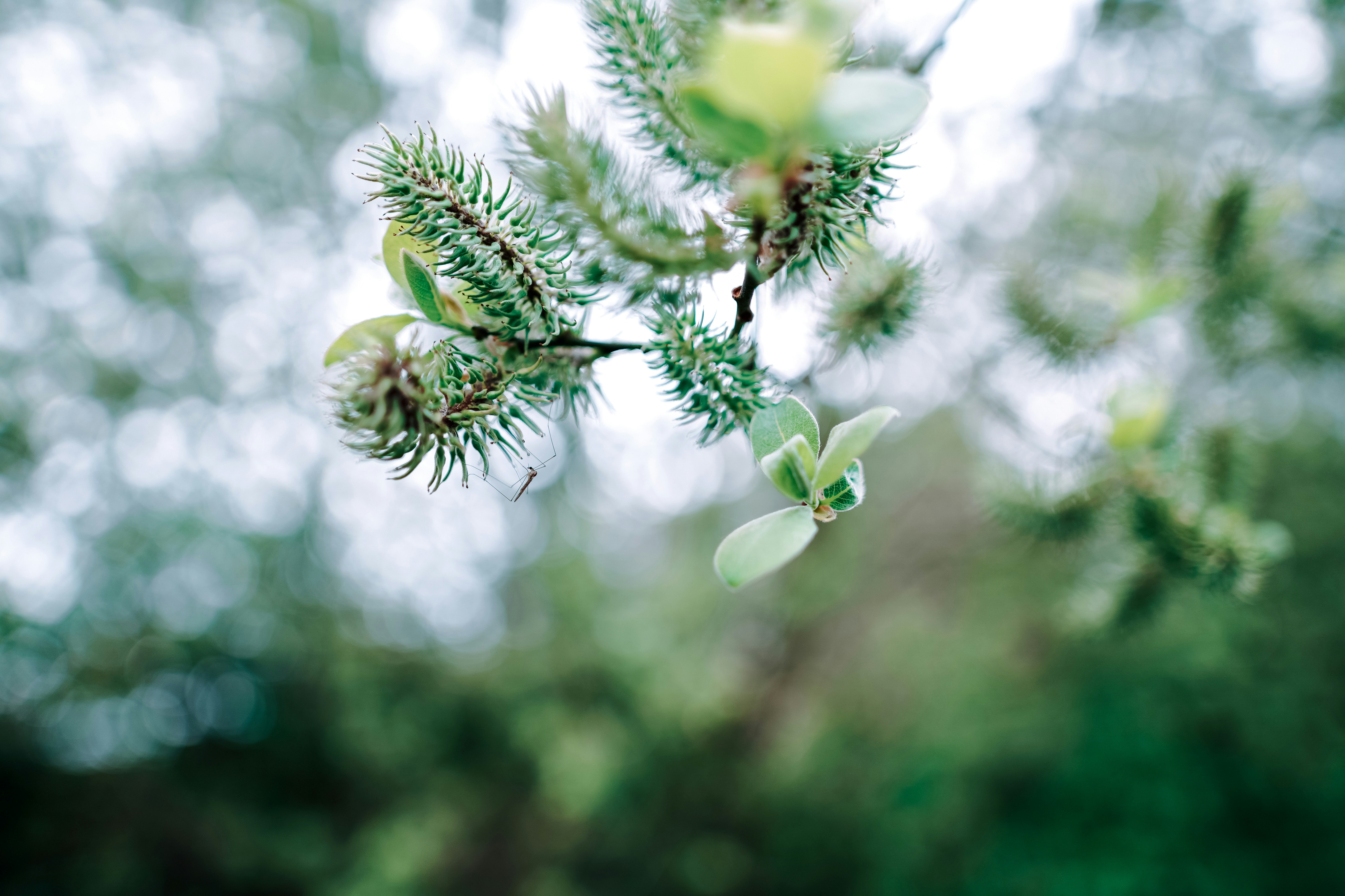 Photo by leavesandroots_