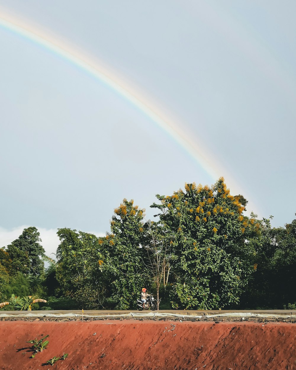 green trees under rainbow during daytime