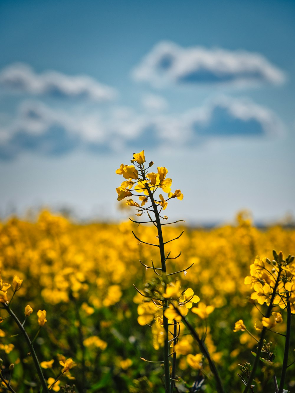 yellow flower field under blue sky and white clouds during daytime