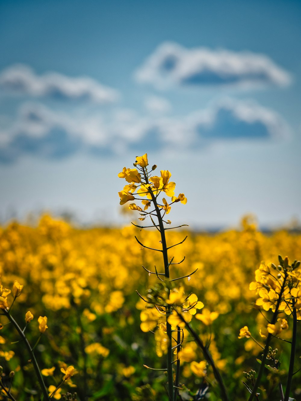 campo de flores amarillas bajo el cielo azul y nubes blancas durante el día