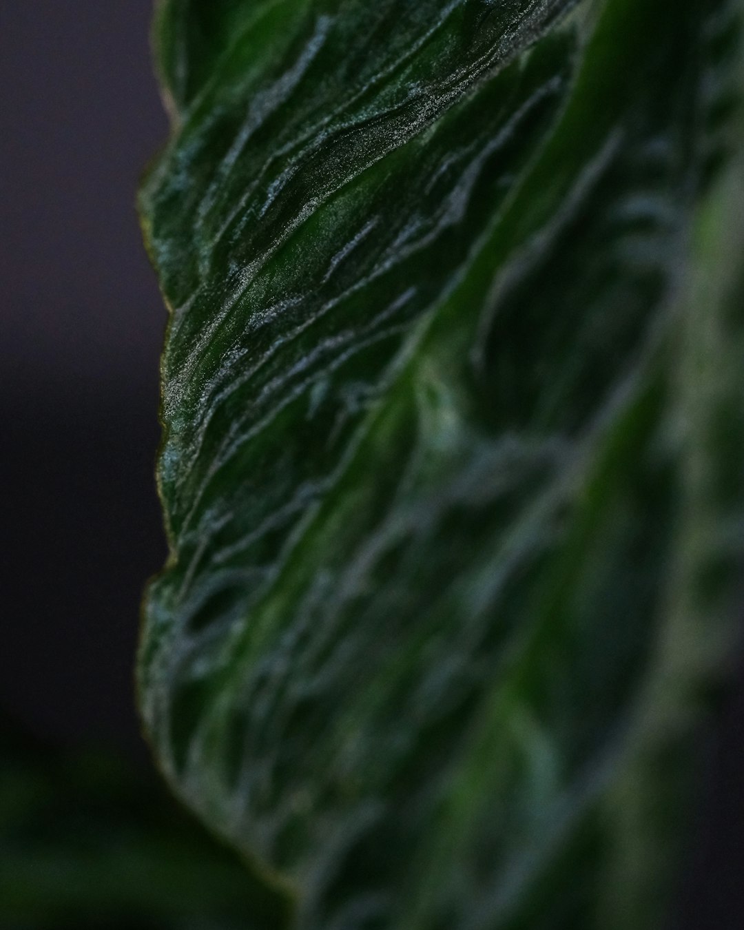 green leaf in close up photography