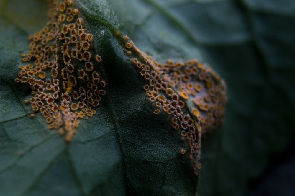 green and brown leaf plant