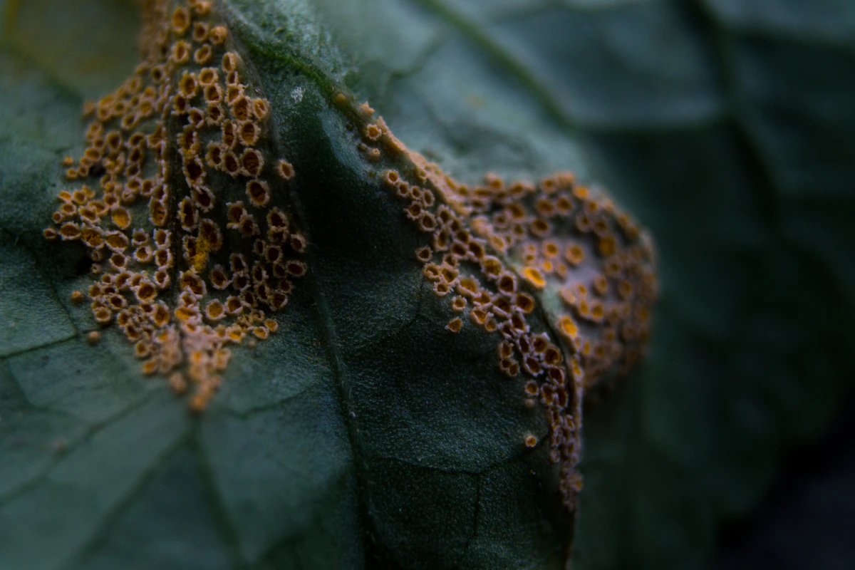 Thrips on Plants India Silver Damage Treatment