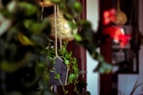 Hanging plants in a cozy, indoor setting with a focus on a vibrant green plant in a dark container. Blurred background hints at a warm, welcoming space with wooden elements and a slight view into another part of the home.
