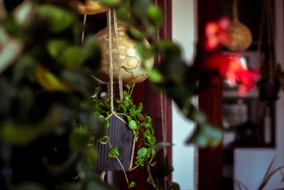Cozy living space with macramé plant holders displaying lush green plants.