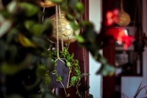 Hanging plants in a cozy, indoor setting with a focus on a vibrant green plant in a dark container. Blurred background hints at a warm, welcoming space with wooden elements and a slight view into another part of the home.