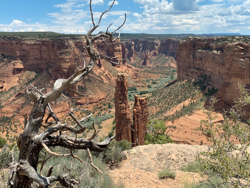 bare tree on brown rock formation during daytime