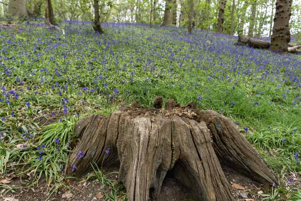 brown tree trunk surrounded by green plants