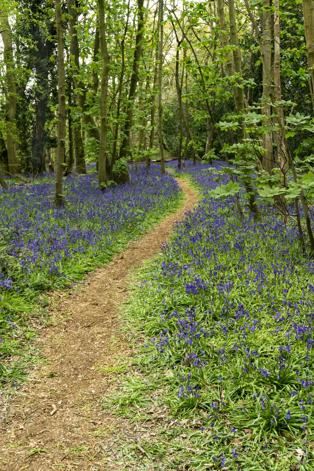 purple flower field during daytime