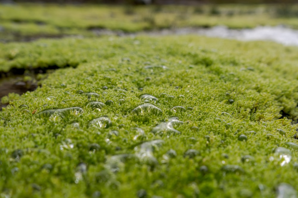 water droplets on green grass during daytime