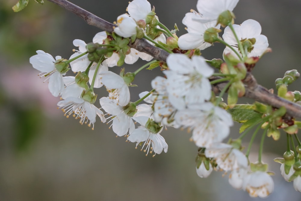 white cherry blossom in close up photography