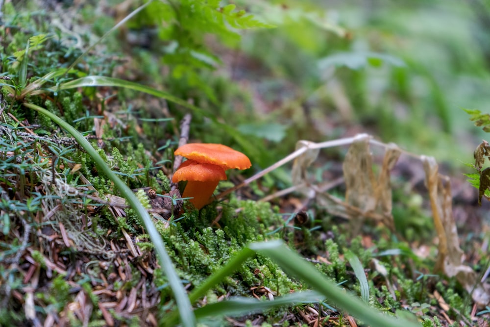 orange mushroom on green grass during daytime