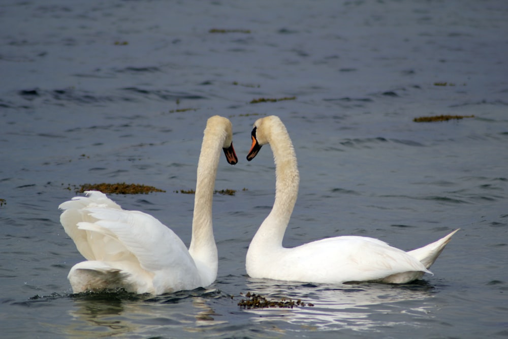 white swan on water during daytime