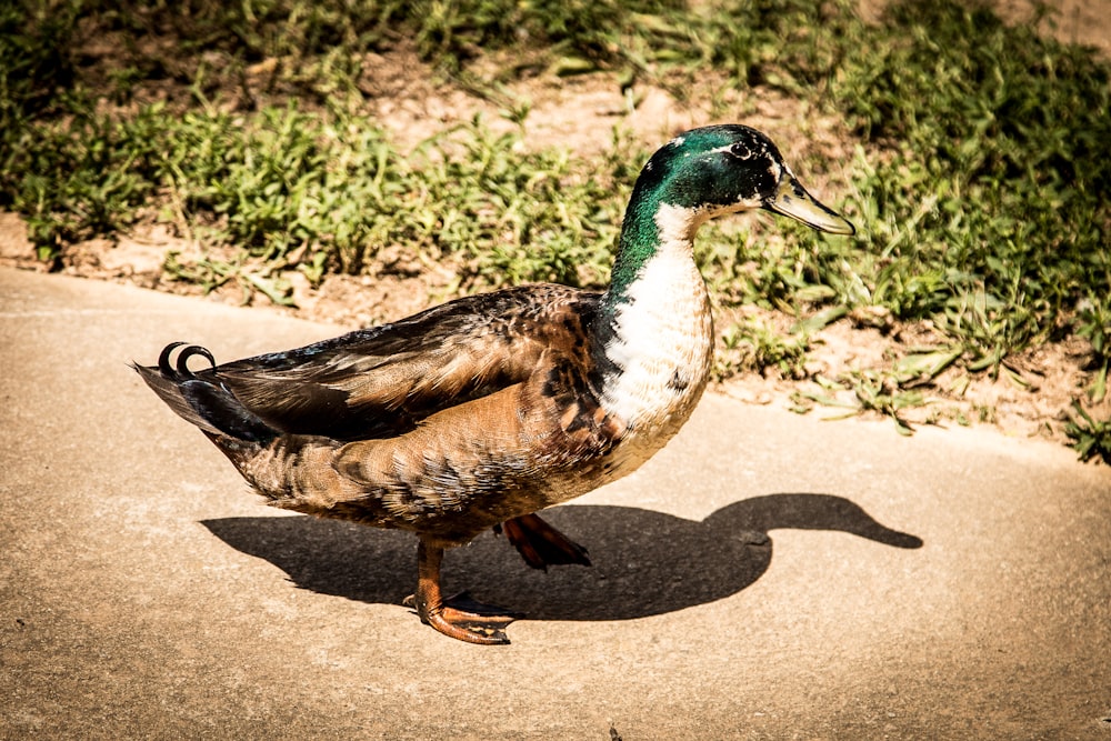 brown and green duck on gray concrete floor