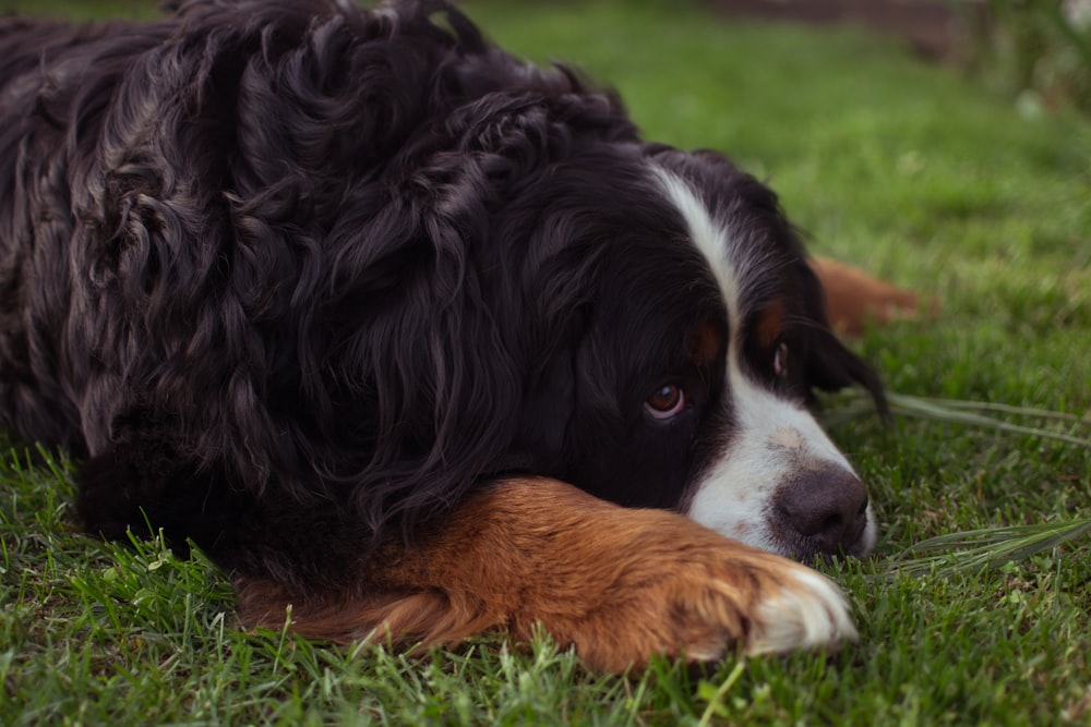 black and brown long coated dog lying on green grass during daytime