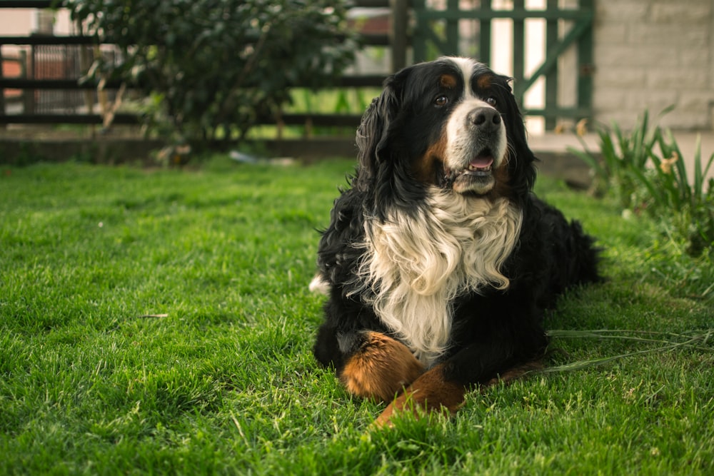 black white and brown bernese mountain dog lying on green grass field during daytime